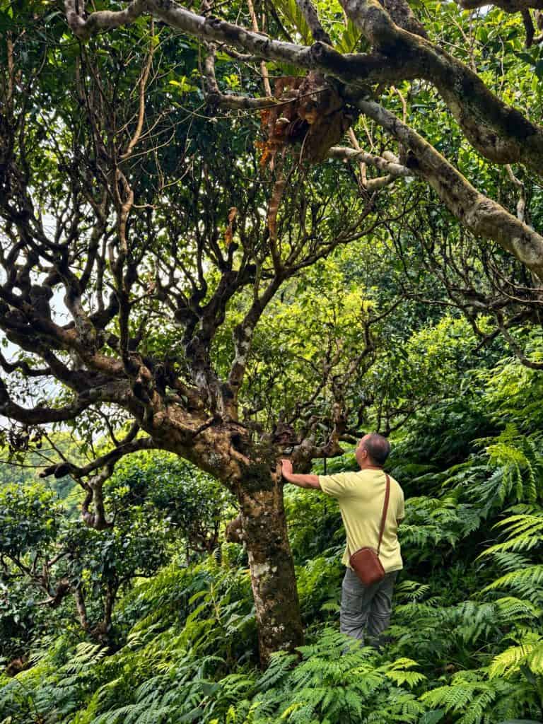 Trekker resting a hand on an old tree on the forest trail near Xa Phin