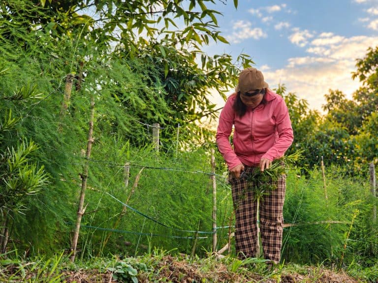 Harvesting asparagus in the Eco Garden at sunset