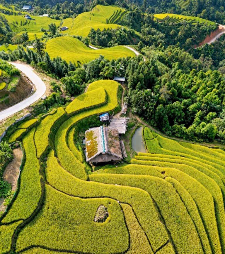 Golden rice terraces around a Dao house between Khuoi My and Xa Phin