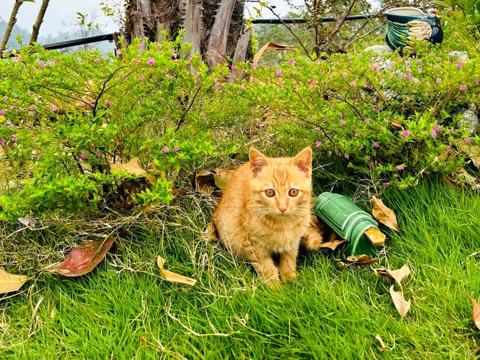 After the Loop: one or two nights to land 21 A ginger kitten on the lawn under a palm tree at TVPalm Ecolodge