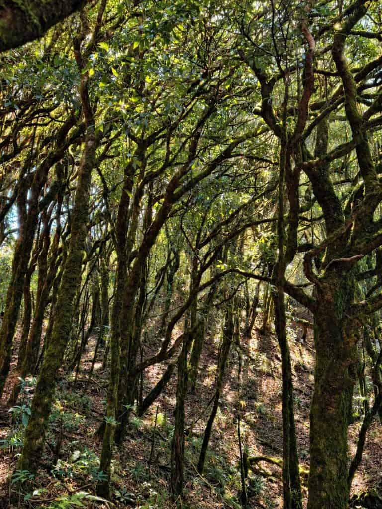 Moss-covered trees in the cloud forest below the Tay Con Linh summit