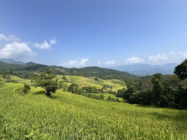 Ripening terraced rice fields on the slope at Na Thac, a Dao Ao Dai village on the eastern side of Tay Con Linh, Ha Giang