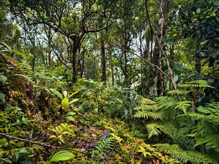 Ferns and moss on the old forest trail of Tay Con Linh