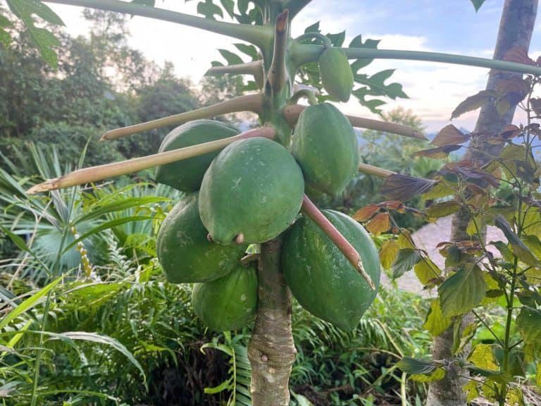 Papaya tree with green fruit in the TVPalm Eco Garden