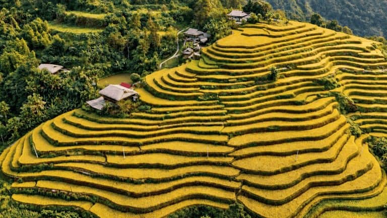 Rice terraces and wooden houses on a hillside, seen from above