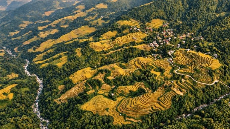 A valley of golden rice terraces and a mountain river from above