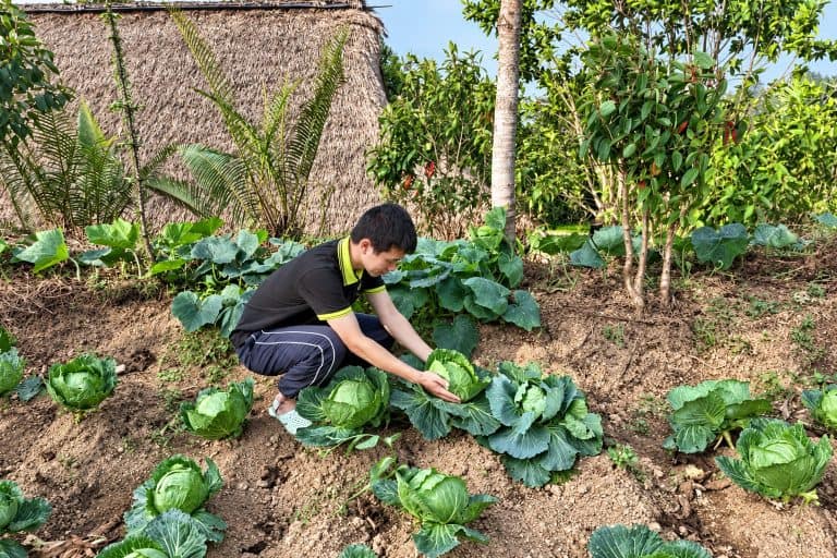 Staff member checking cabbages in front of a thatched house