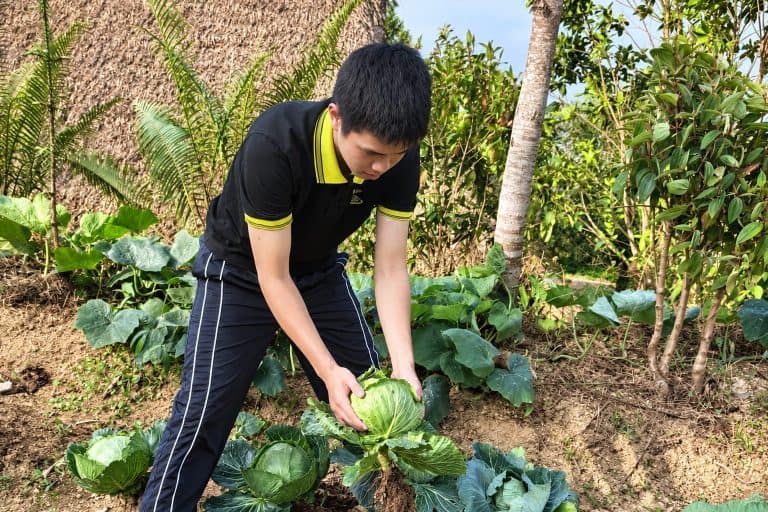 Staff member harvesting a cabbage beside a thatched house