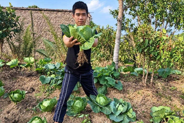 Staff member holding a freshly pulled cabbage in the Eco Garden