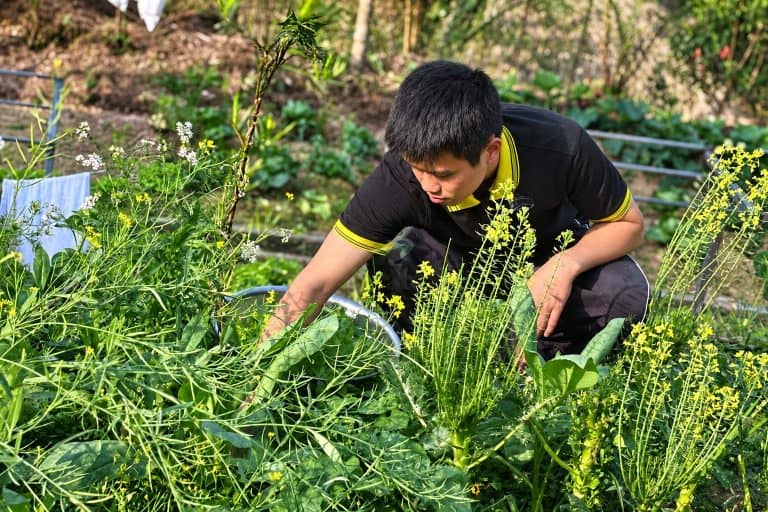 Staff member picking greens among flowering mustard plants