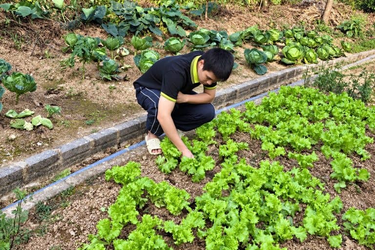 Staff member picking lettuce for the TVPalm kitchen