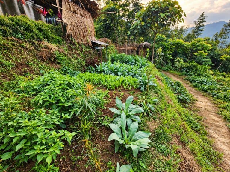 Terraced vegetable and herb beds beside a footpath in the TVPalm Eco Garden