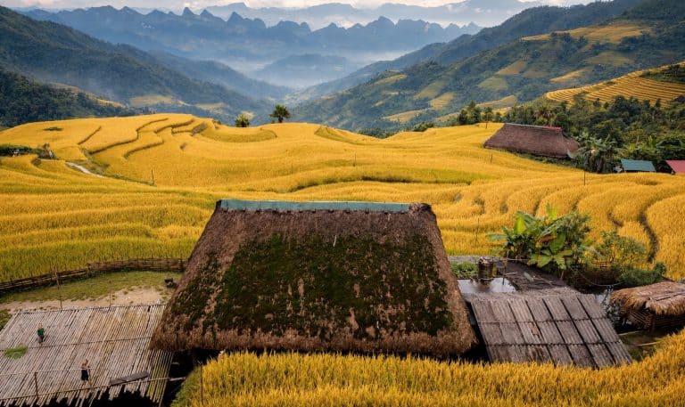 Thatched Dao house above golden rice terraces and a misty valley