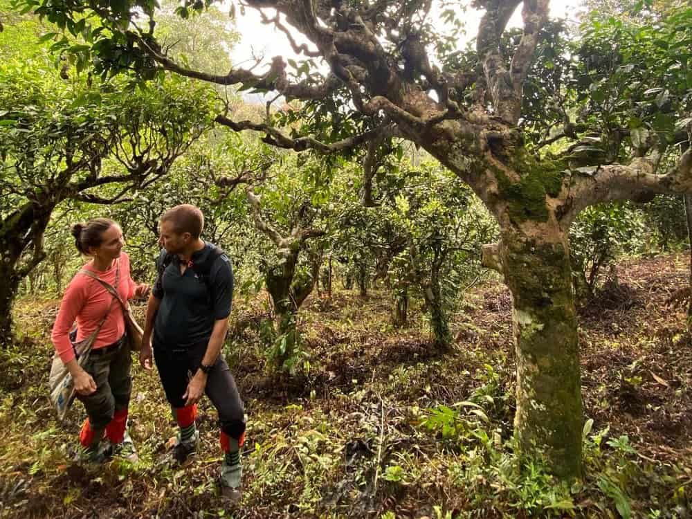 Phòng nghỉ TVPalm Ecolodge Hà Giang 43 Du khách giữa vườn chè Shan tuyết cổ thụ ở Tây Côn Lĩnh