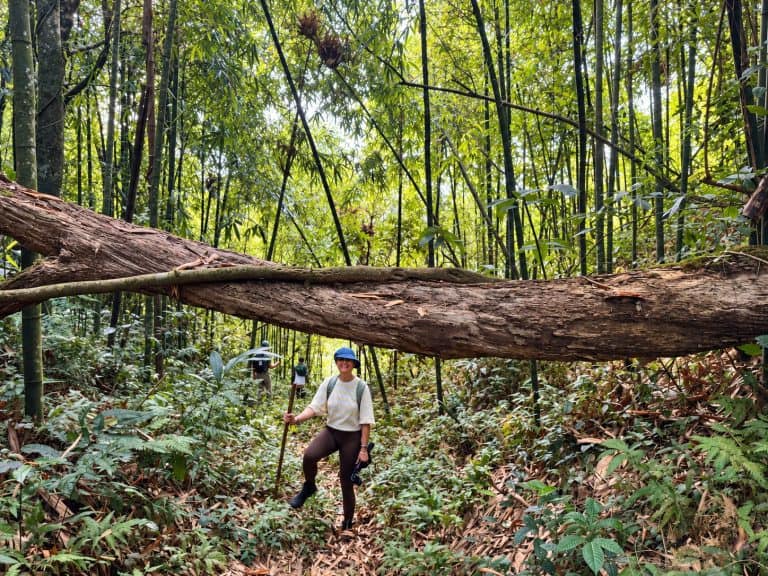 Trekker passing under a fallen tree in a bamboo forest on the Tay Con Linh trek