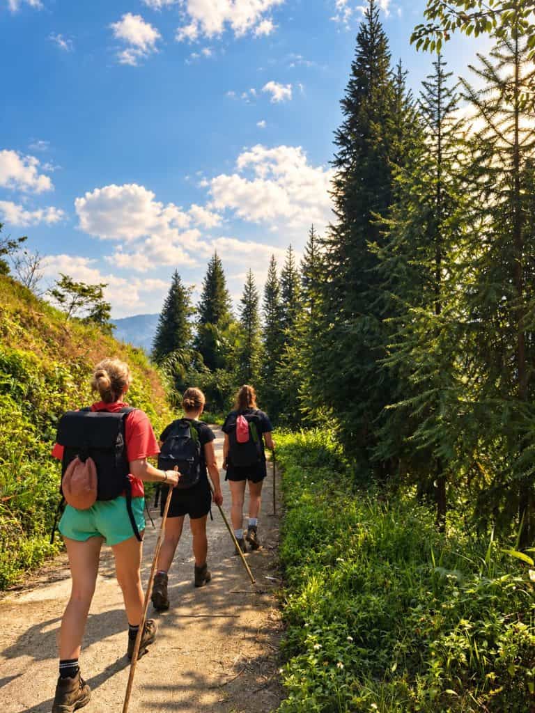 Trekkers with bamboo poles walking a pine-lined trail