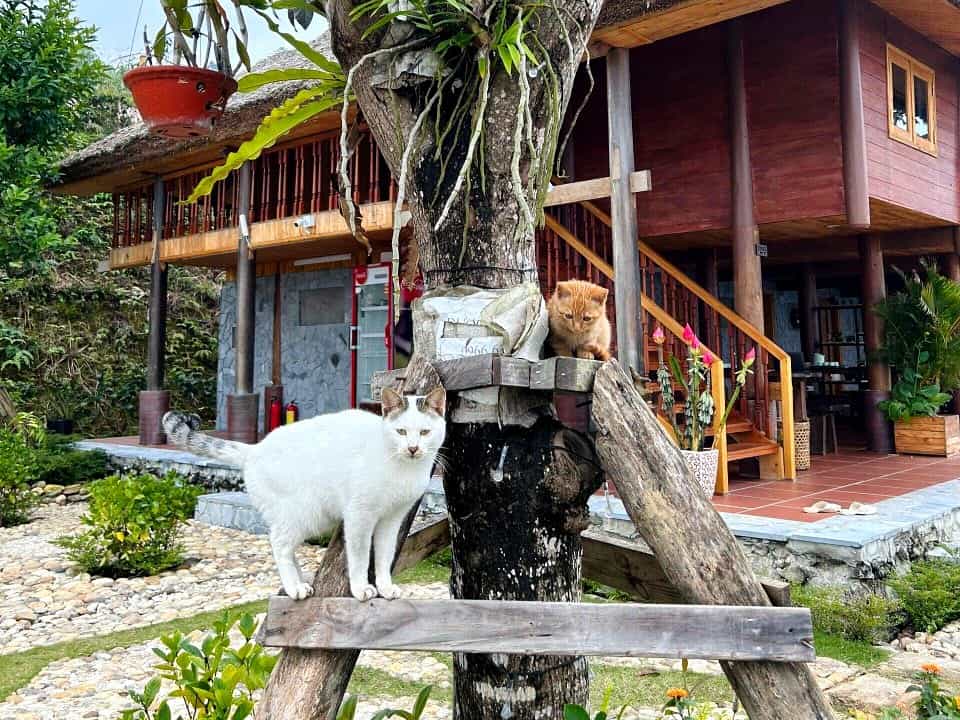 After the Loop: one or two nights to land 20 Two cats in the garden in front of a stilt house at TVPalm Ecolodge