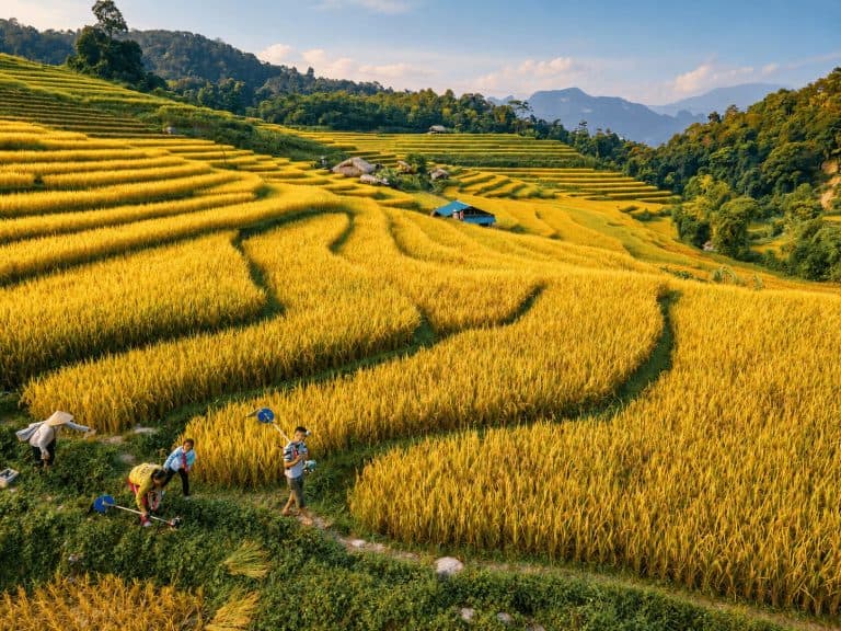 Villagers harvesting on golden rice terraces