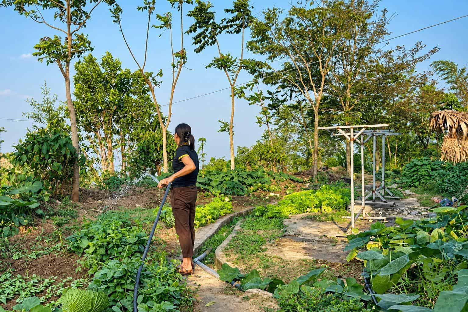 Phòng nghỉ TVPalm Ecolodge Hà Giang 26 Nhân viên TVPalm Ecolodge tưới các luống rau xanh trên sườn đồi