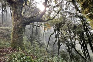 Ancient forest path during 3-Day Tay Con Linh trekking tour