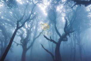 Ethereal misty woods on the 3-Day Tay Con Linh trekking route