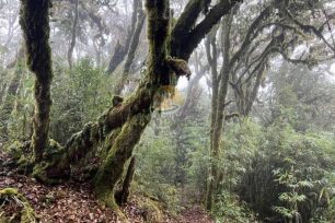 Mossy trees in the wild on a 3-Day Tay Con Linh trekking adventure