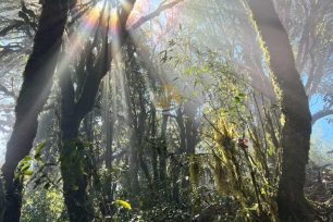 Sunlight filtering through trees during 3-Day Tay Con Linh trekking
